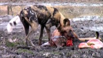 wild dogs eating live animals, wild dogs eating deer alive, watch latest sightings animatedcams videos,
