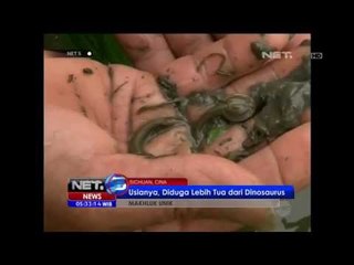 NET5 - Mahluk unik di Cina diduga usianya lebih tua dari Dinosaurus