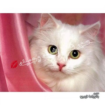 صور قطط اليفه