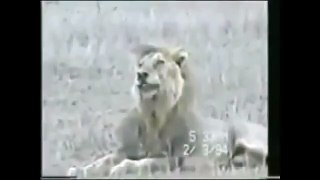 354.क्या आपने कभी शेरको लकवा मारते देखा है - अगर नही तो यह video देखीये