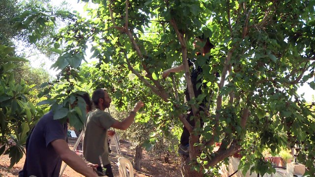 A Chypre, le braconnage industriel des oiseaux migrateurs
