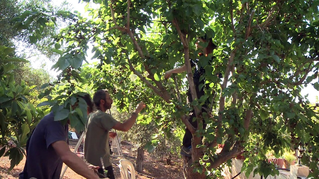 Cyprus struggles to tackle 'industrial' songbird poaching