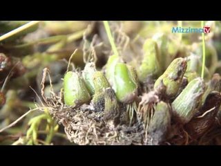 သဇင္ပန္းစိုက္ပ်ိဳးျခင္း (Part_2)