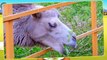 Africano salvaje animales aprendizaje salvaje animales sonidos y nombres para niño en Inglés León mi