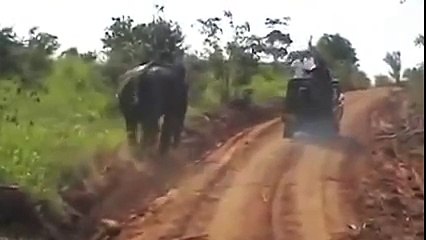 310.जब जंगली हाथी ने कीया टूरीस्ट लोगों पे हमला...Shocking Video