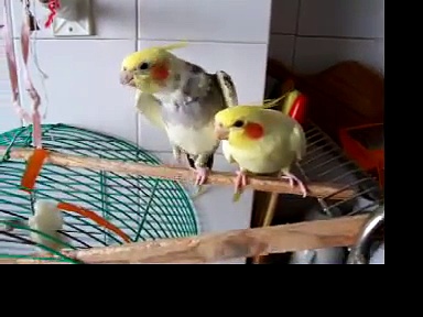 Cockatiel Love