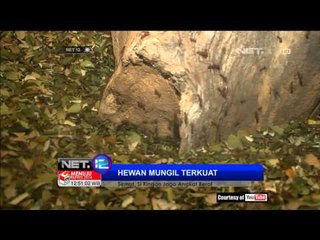 NET12 Hewan Kecil dengan Kekuatan Super