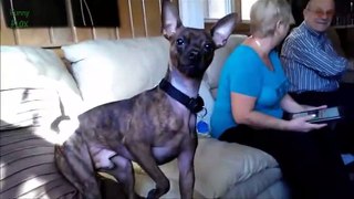 Funny Dogs - Try Not To Laugh Challenge for Kids 2016
