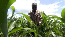 East African pest crisis: Fall armyworm invades Kenya crops