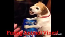 NEW _Try Not To Laugh Challengdfgdre_ _ Funny Animals Vines Compilation _ Top Funny Pets
