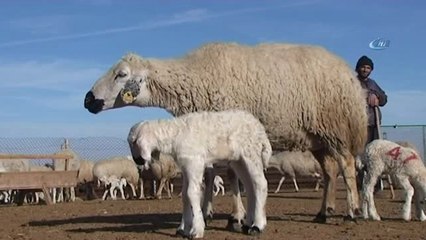 4 Bin Lira Maaşla Çoban Bulunamıyor