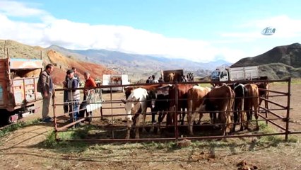 Hayvan Pazarında Durgunluk Üreticiyi Zorluyor