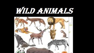 Learn Wild Animals For Baby