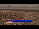 Ribuan kerang mati di Pantai Clifton Pakistan - NET12