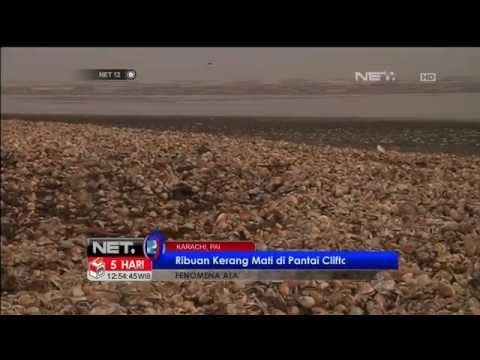 Ribuan kerang mati di Pantai Clifton Pakistan - NET12