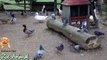 Real Duck Chickens Goose Pigeon Swan in farm animals - Farm Animals vide
