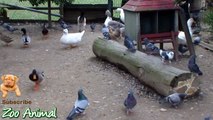 Real Duck Chickens Goose Pigeon Swan in farm animals