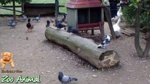 Real Duck Chickens Goose Pigeon Swan in farm animals - Farm Animals video