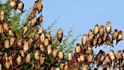 Rồng rộc mỏ đỏ - Bầy chim khổng lồ