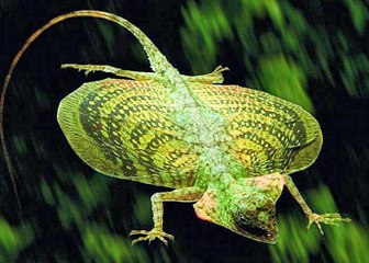 Top 8 animals that can fly without wings