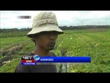 Petani Melon Terancam Gagal Panen - NET12