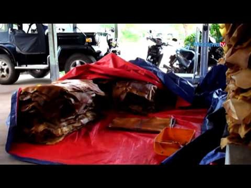 ေရႊျဖဴ  (သို႔) ရာဘာပင္စိုက္ပ်ိဳးေရး (Part_3)