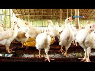 ၾကက္၊ဘဲ ေမြးျမဴေရး (Part_1)