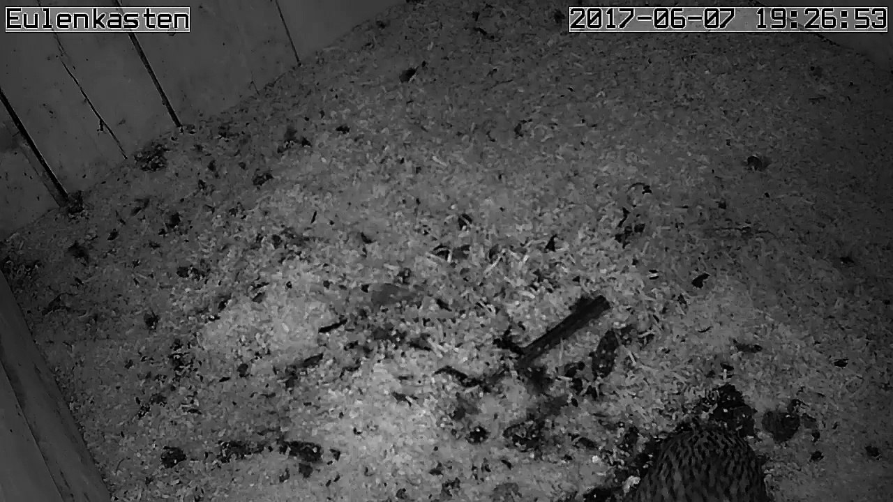 Turmfalken, 07.06.2017 #2