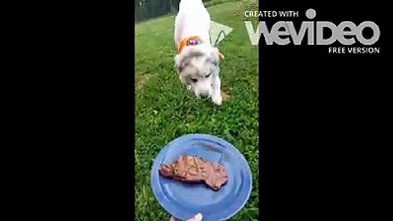 Ce chien était prisonnier et son manteau pesait 15 kg.