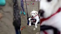 LABRADORS ARE AWESOME 2017   [Funny Pets]1