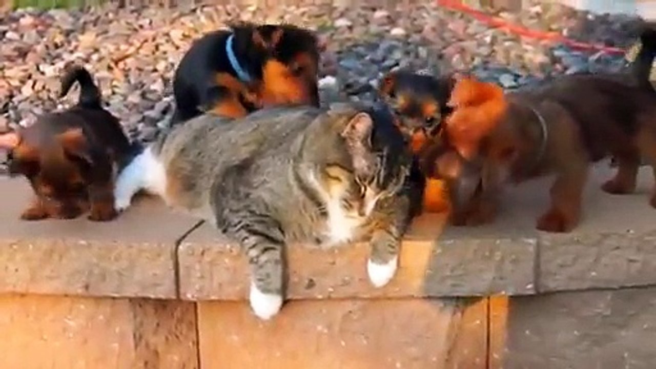 funny animal 2017