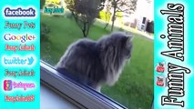 TRY NOT TO LAUGH CHdfgrALLENGE Cats And Dogs Are So Funny You'll Die Laughing Compilation 201