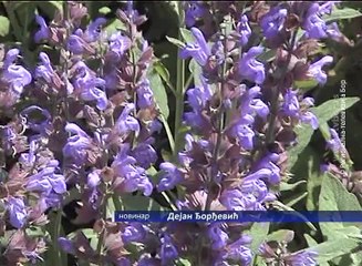 Prikupljanje i uzgoj lekovitog bilja - hobi i unosan posao, 18. jun 2017. (RTV Bor)