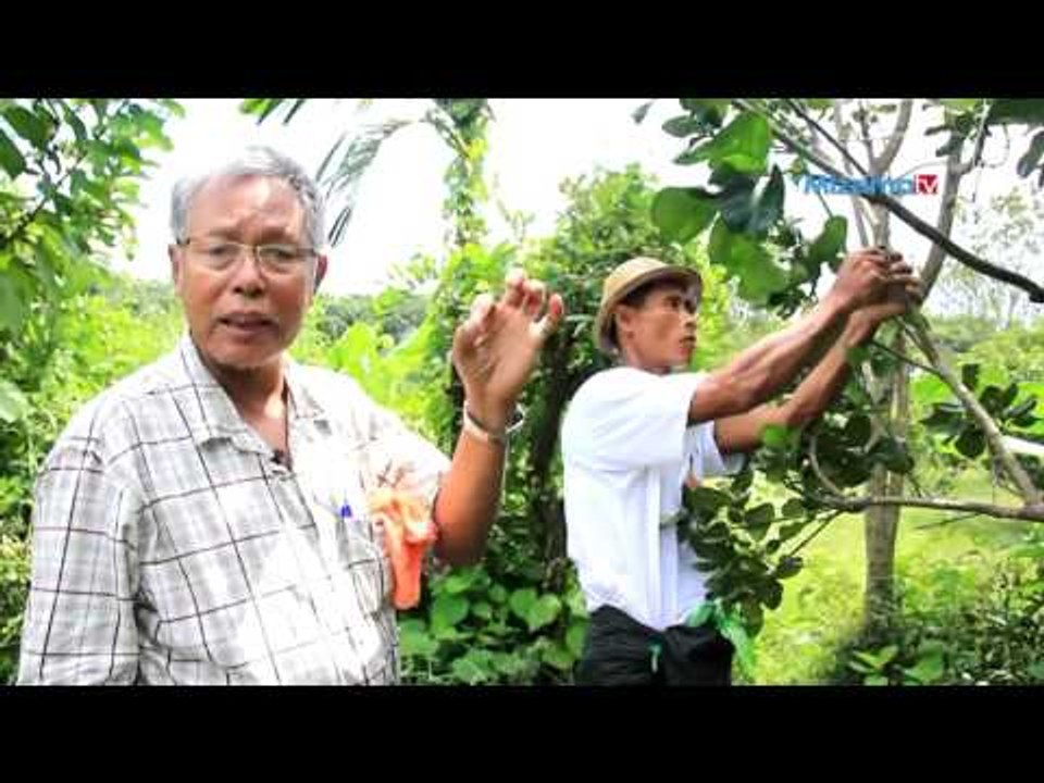ကံေကာင္းပင္ (သို႔မဟုတ္)က်ြဲေကာပင္စိုက္ပ်ိဳးေရး (Part_2)