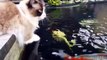 Best Cats Fishing Fails _ 234234 Compilation