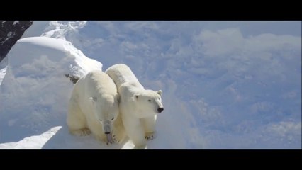 Download Video: 2out Polar Bears for Kids - Polar Bears for Children -