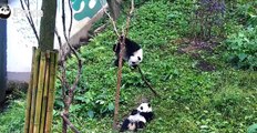 The panda crawling off the tree and scared off another panda