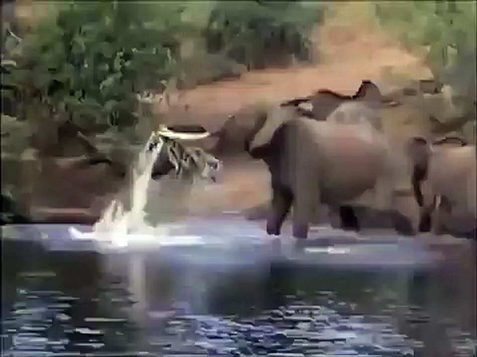 Incredible! Snake Elephant