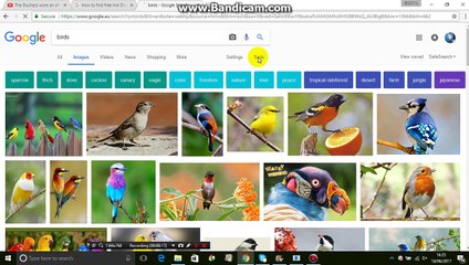 How to find free Animated google image