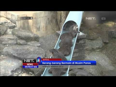 Berang-berang Jepang Main Air Saat Kegerahan di Musim Panas -NET24