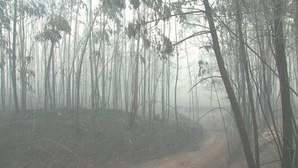 Portugal: gigantesque incendie de forêt, 57 morts