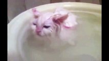 Funny Cats Enjoying Bath _ Cats dfgrThat LOVE Water