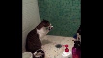 Funny Cats Enjoying Bath _ Cadfgrts That LOVE Water Compi