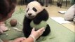 Sevimli Pandanın Komik Halleri bebek kadar tatlı