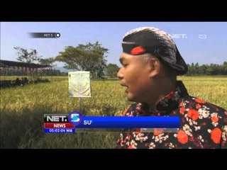 Tradisi Wiwitan di Yogyakarta - NET5