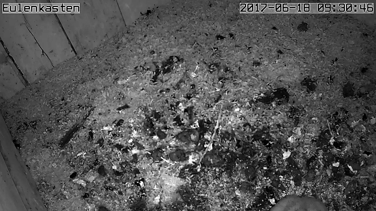 Turmfalken, 18.06.2017