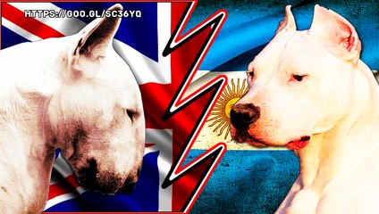 BULL TERRIER VS DOGO ARGENTINO - Pelea a muerte Hipotetica - Quien gana