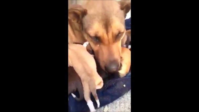 Une chienne pleure après avoir été sauvée elle est ses petits