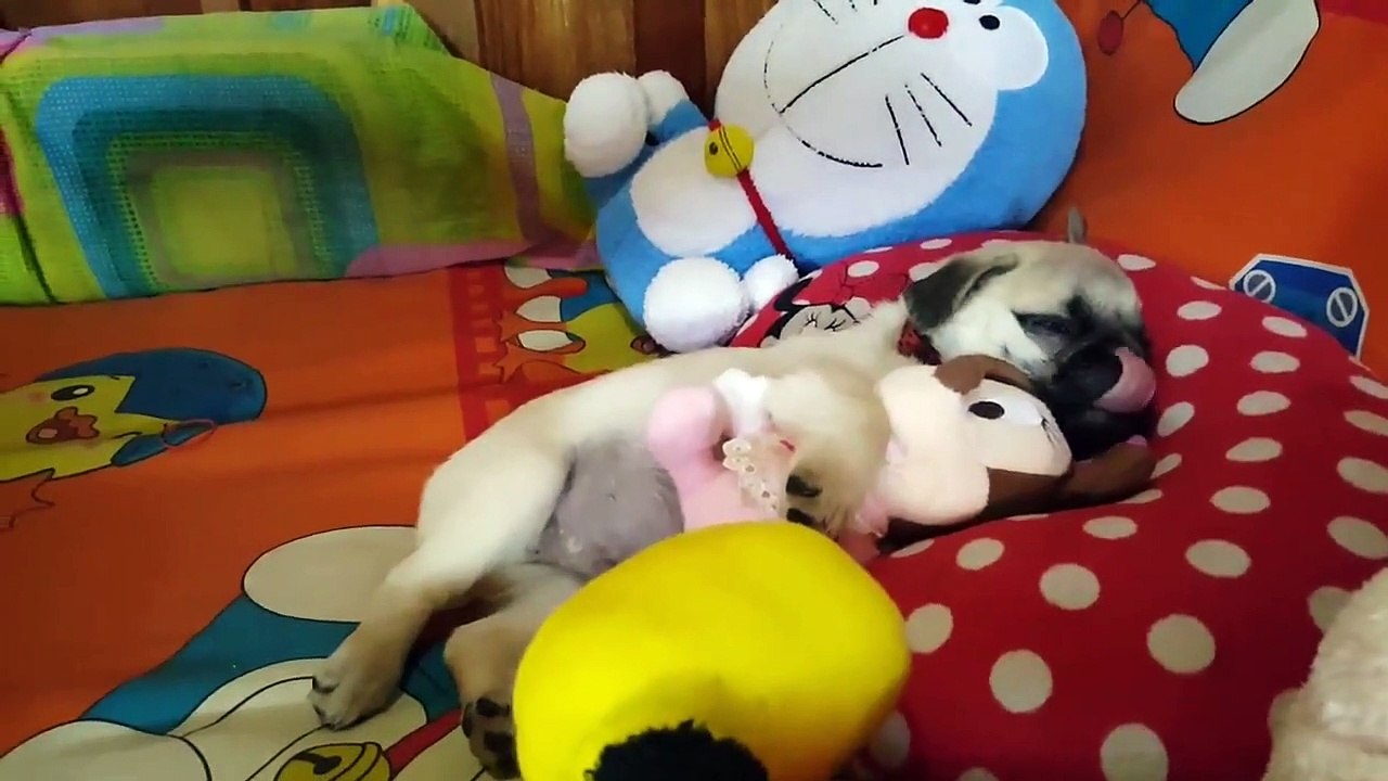 Comme un bébé, ce chiot a besoin de sa peluche pour dormir