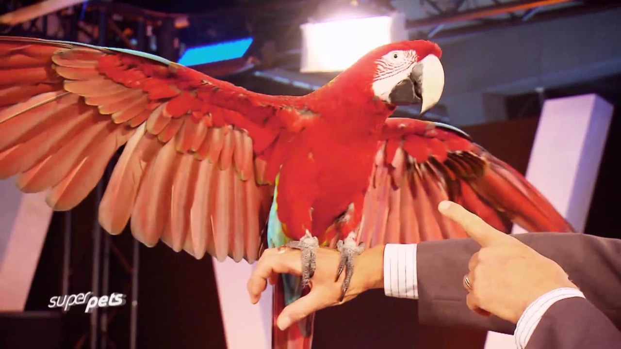 Les animaux les plus talentueux du monde - SuperPets